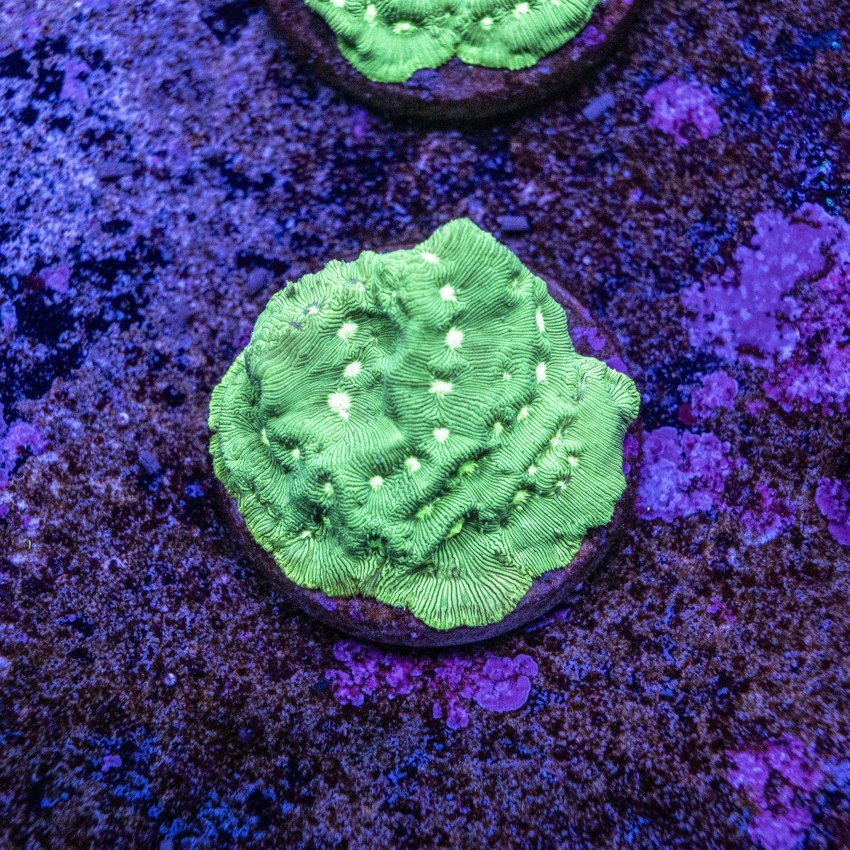 Aquacultured Green Lantern WYSIWYG Lepto Frag
