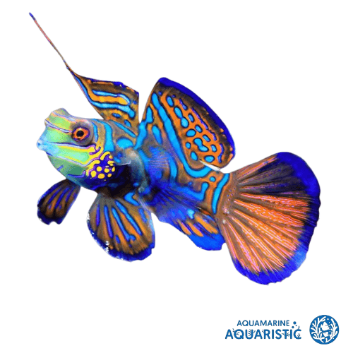 Green Mandarin (Synchiropus splendidus) - Aquamarine Aquaristic - 