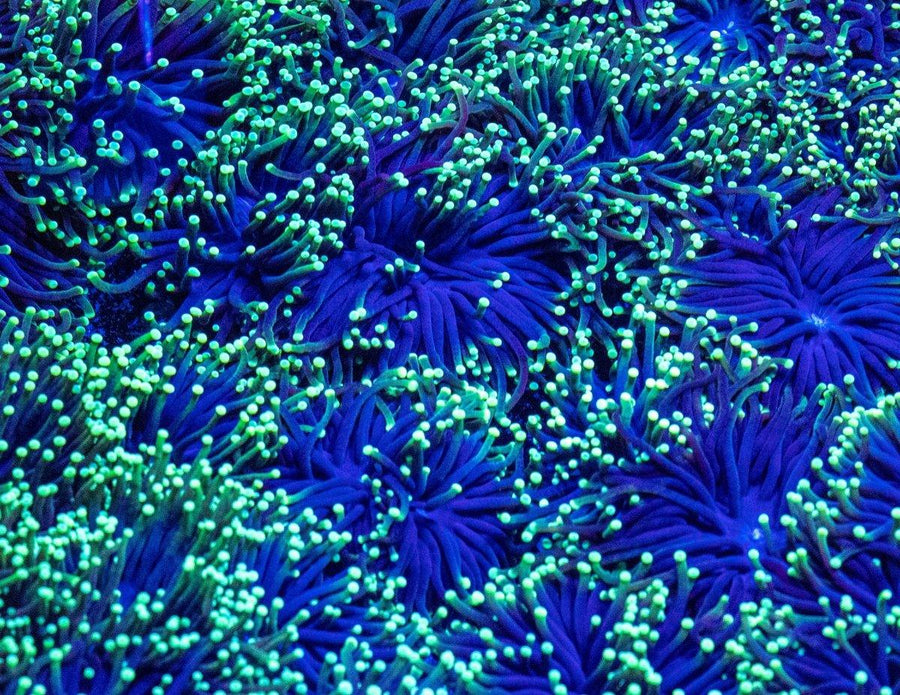 Green Tip Torch (Per Head) - Aquamarine Aquaristic - 