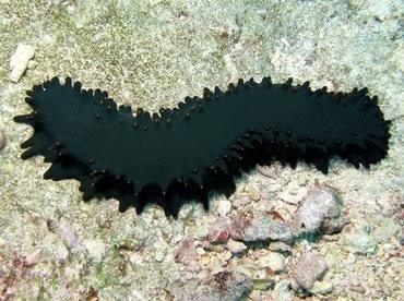 Greenfish Sea Cucumber （Stichopus chloronotus） - Aquamarine Aquaristic - 