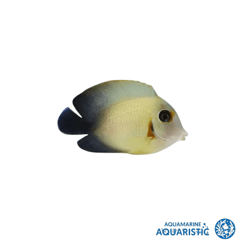 Half Black Mimic Tang (Acanthurus pyroferus) - Aquamarine Aquaristic - 