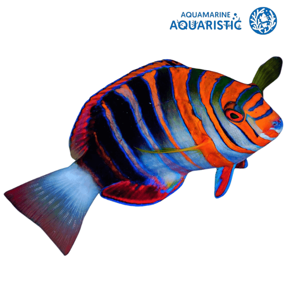 Harlequin tuskfish (Choerodon fasciatus)