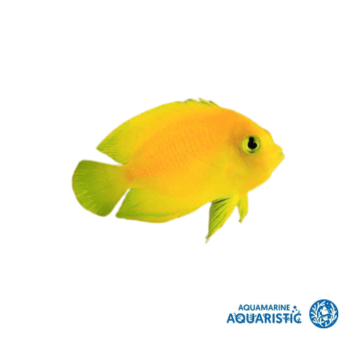 Herald's Angelfish (Centropyge heraldi)