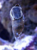 Cerith Snail