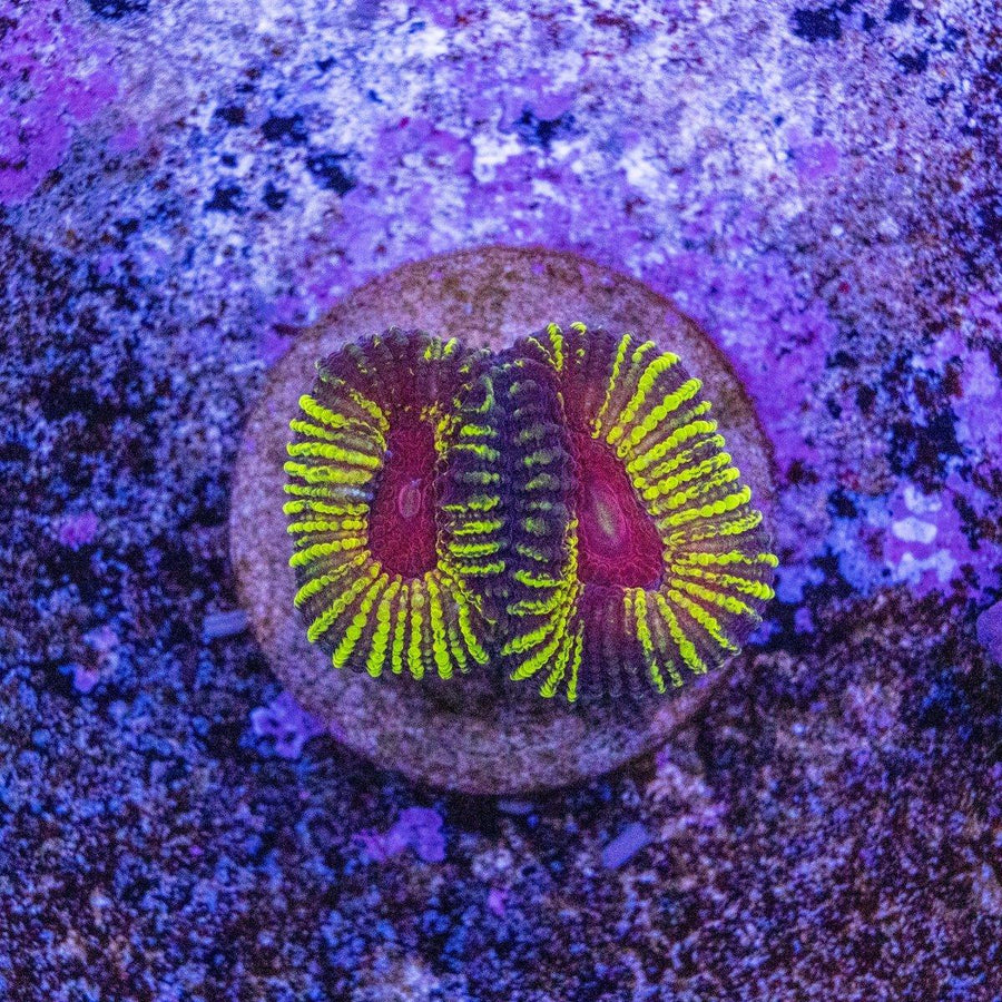 Iron Man Favia WYSIWYG frag with vivid orange and red patterning on an LPS coral skeleton
