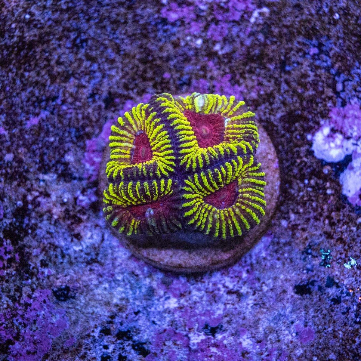 Aquacultured Iron Man Favia LPS Frag