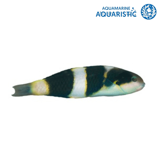 Jansen wrasse (Thalassoma jansenii)