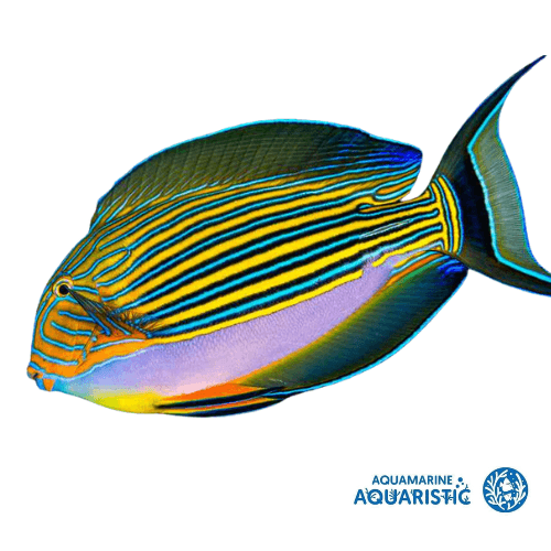 Juv Clown Tang (Acanthurus lineatus) - Aquamarine Aquaristic - 