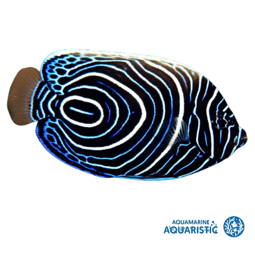 Juvenile Emperor Angelfish (Pomacanthus imperator)