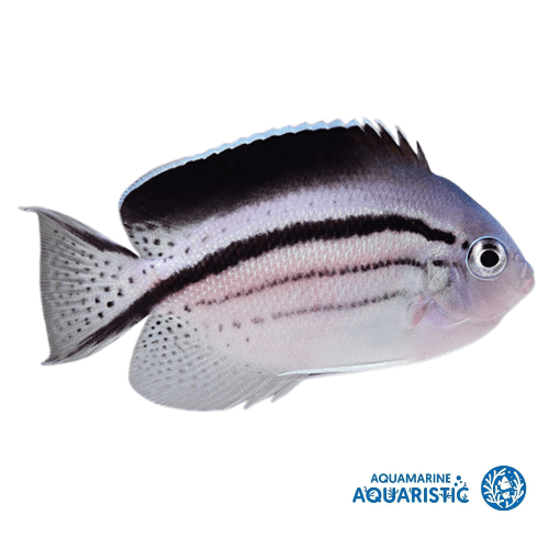 Lamarck Angelfish (Genicanthus Lamarck) - reef safe