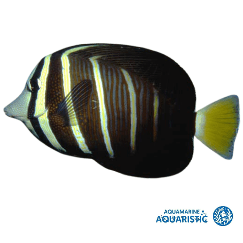 LARGE ADULT Sailfin Tang (Zebrasoma veliferum) - Aquamarine Aquaristic - 