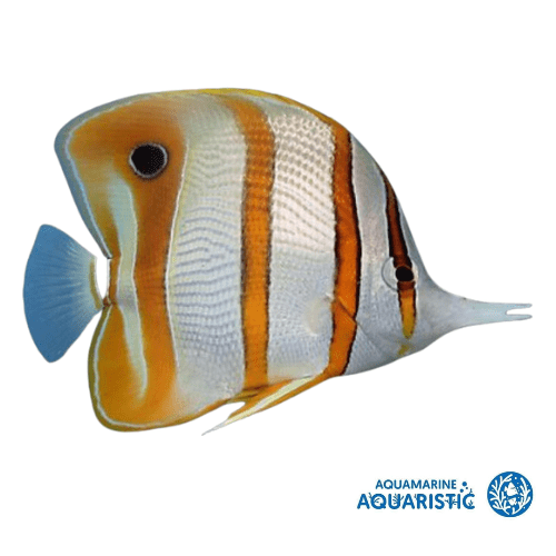 Large Copperband Butterfly (Chelmon rostratus)