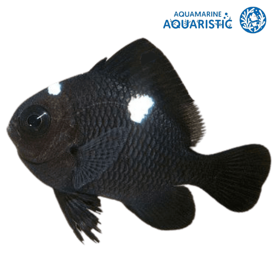 LARGE Domino Damsel (Dascyllus trimaculatus) - Aquamarine Aquaristic - 