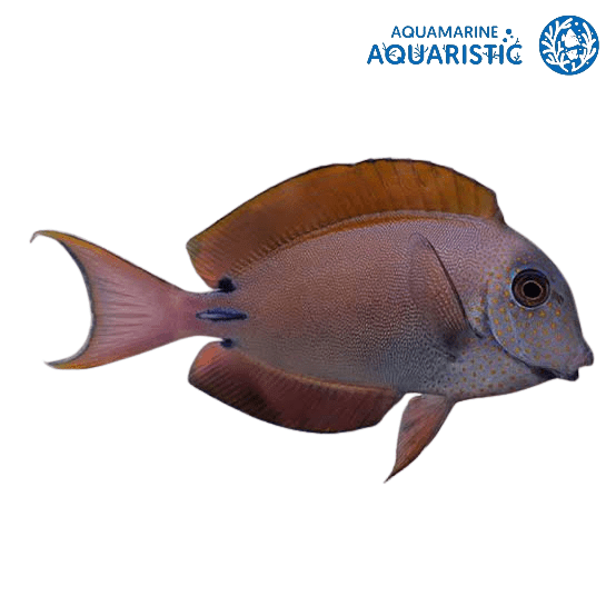 Lavender Tang (Acanthurus nigrofuscus) - Aquamarine Aquaristic - 