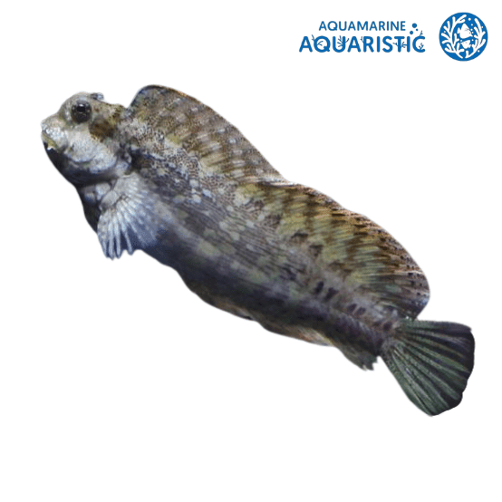 Lawnmower Blenny (Salarias fasciatus)