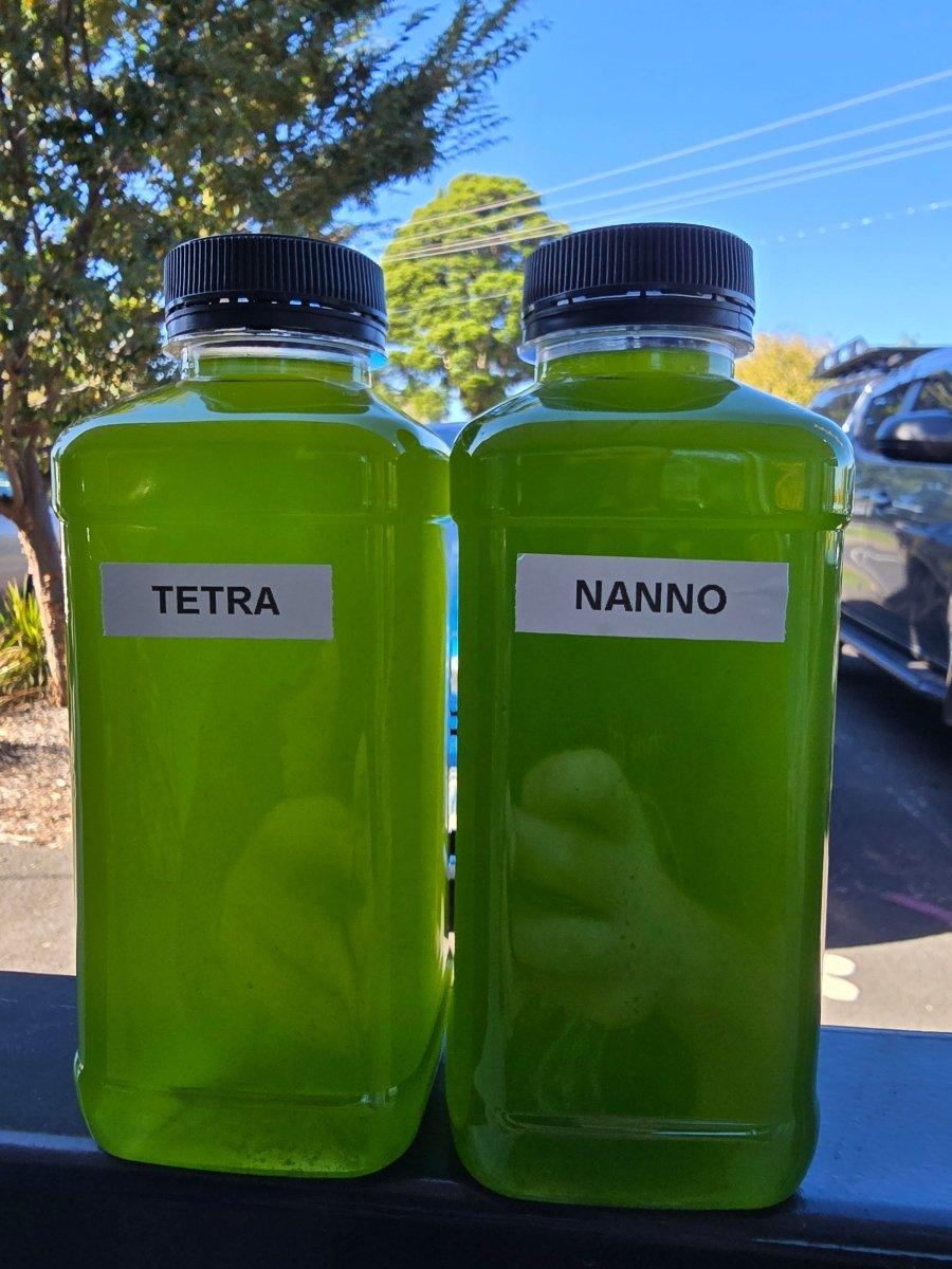 Live Phytoplankton (Nannochloropsis)