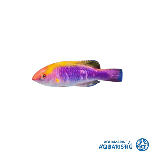 Lubbocks Fairy Wrasse (Cirrhilabrus lubbocki)