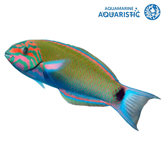Lyretail lunar wrasse (Thalassoma Lunare)