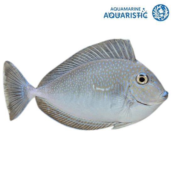 Vlamingii Tang (Naso vlamingii)