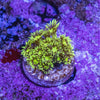 Metallic Green Goniopora Frag