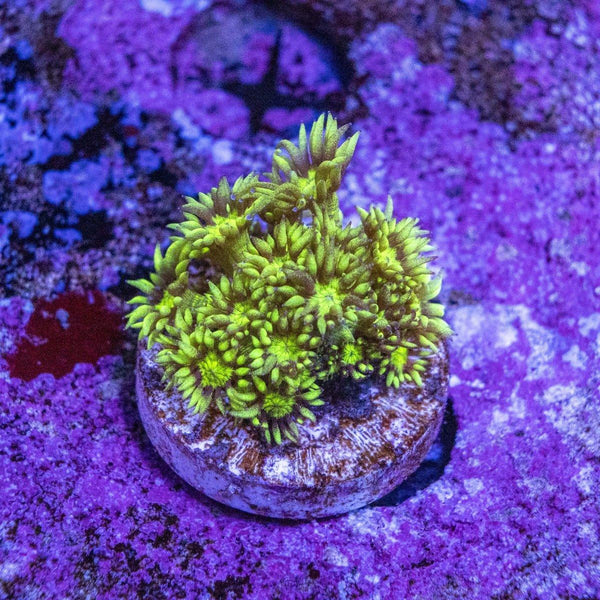 Metallic Green Goniopora Frag