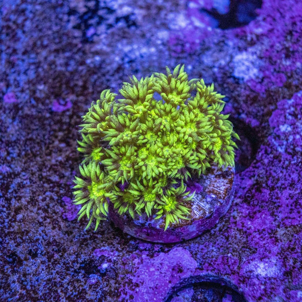 Metallic Green Goniopora Frag
