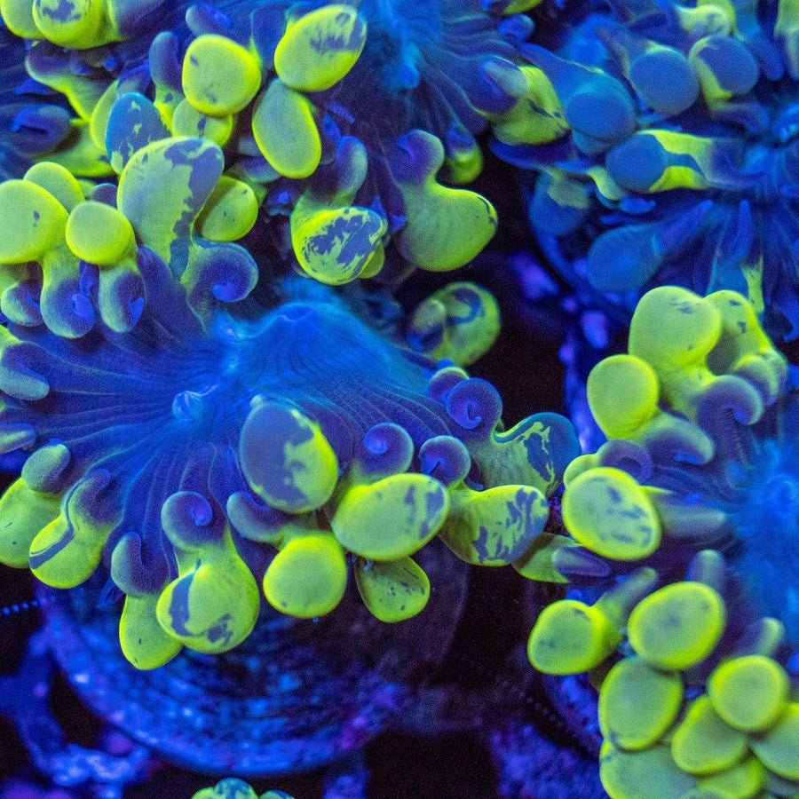 Micro Bubble Coral Frag - Aquamarine Aquaristic - 