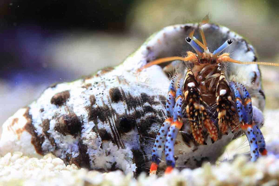 Micro Janitor Hermit (Clibanarius tricolor) - Aquamarine Aquaristic - 