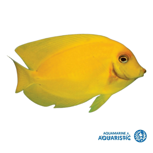 Mimic Tang (Acanthurus pyroferus) - Aquamarine Aquaristic - 