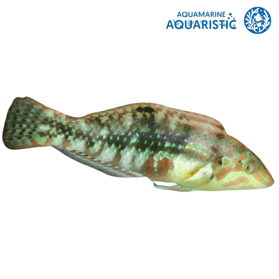 Nebulous Wrasse (Halichoeres nebulousus)
