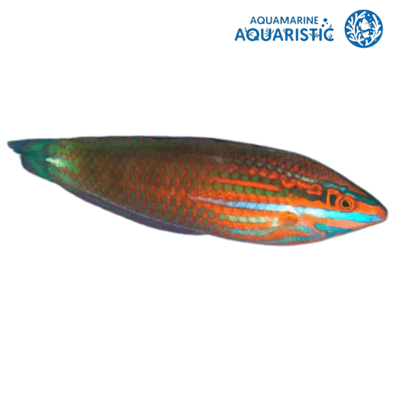 Neon Wrasse (Halichoeres biocellatus)