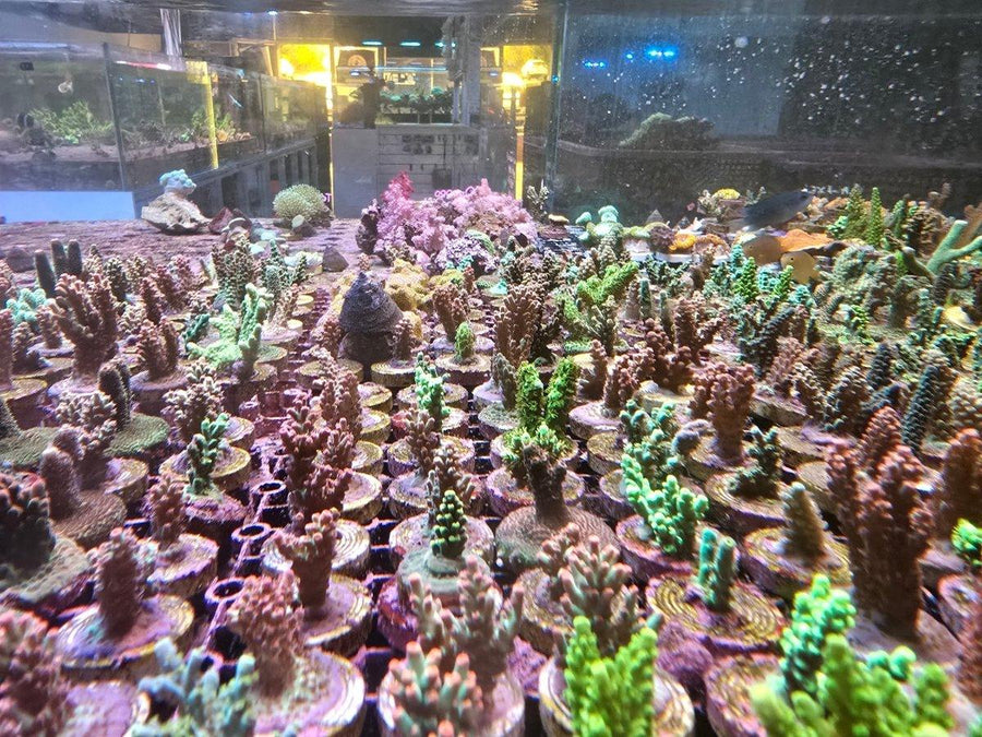 NQR SPS FRAG PACK - 10 Frags - Aquamarine Aquaristic - 