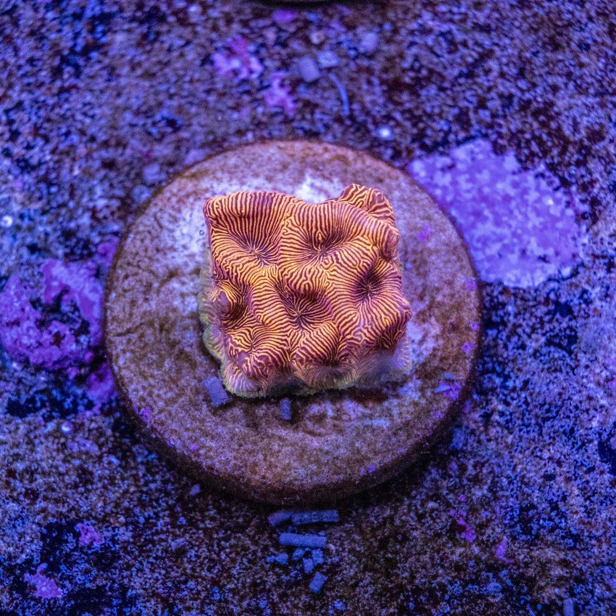 Aquacultured Orange Leptoseris WYSIWYG
