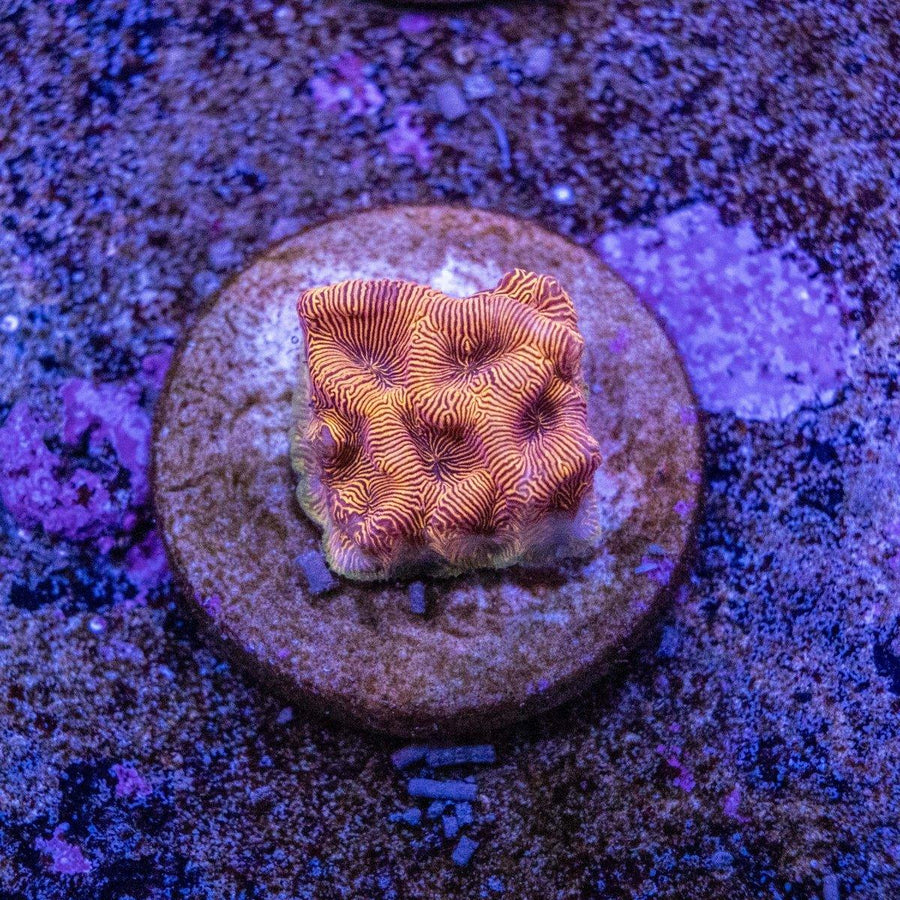 Orange Leptoseris WYSIWYG coral frag with bright orange plating growth on a reef frag plug