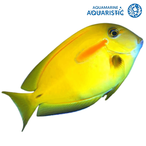 Orange Shoulder Tang (Acanthurus olivaceus) - Aquamarine Aquaristic - 