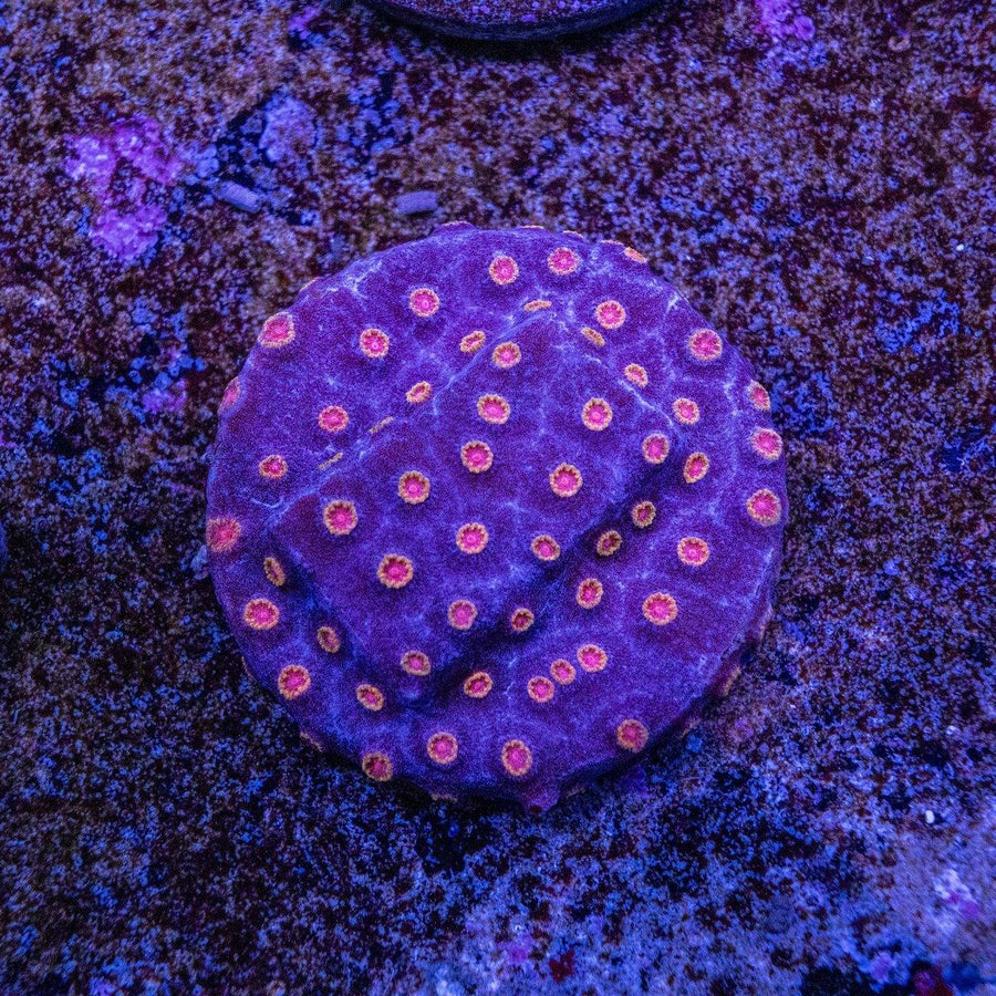 Party Crasher Cyphastrea frag, WYSIWYG aquacultured LPS coral with encrusting growth and contrasting reef-safe coloration