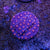Cyphastrea