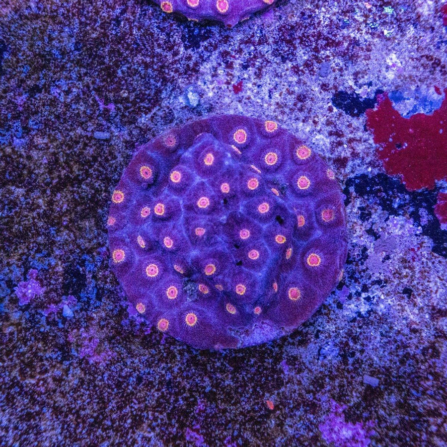 Party Crasher Cyphastrea coral frag WYSIWYG encrusting LPS coral on frag plug with multicolor pattern