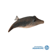 Pearl Sharpnose Puffer (Canthigaster bennetti)