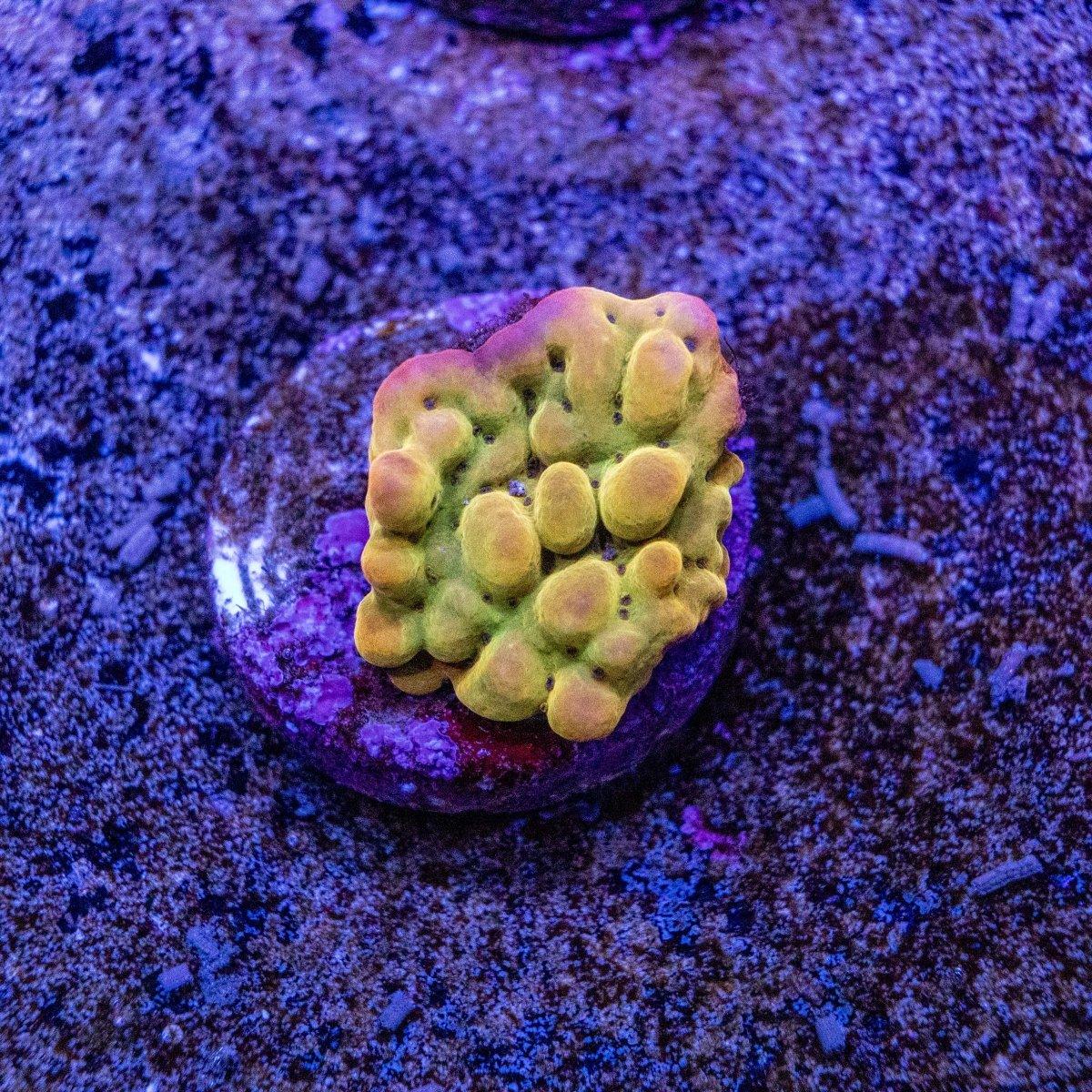 Aquacultured Phoenix Montipora SPS Frag
