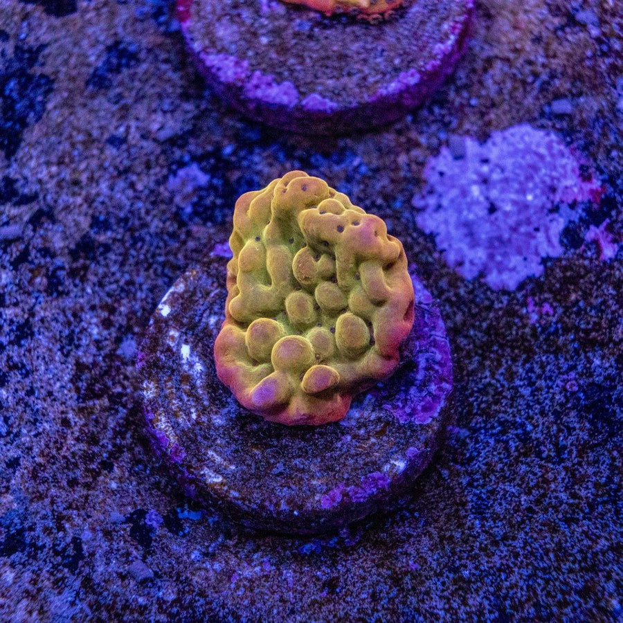Pheonix Montipora WYSIWYG SPS coral frag with encrusting growth and vivid reef coloration on frag plug