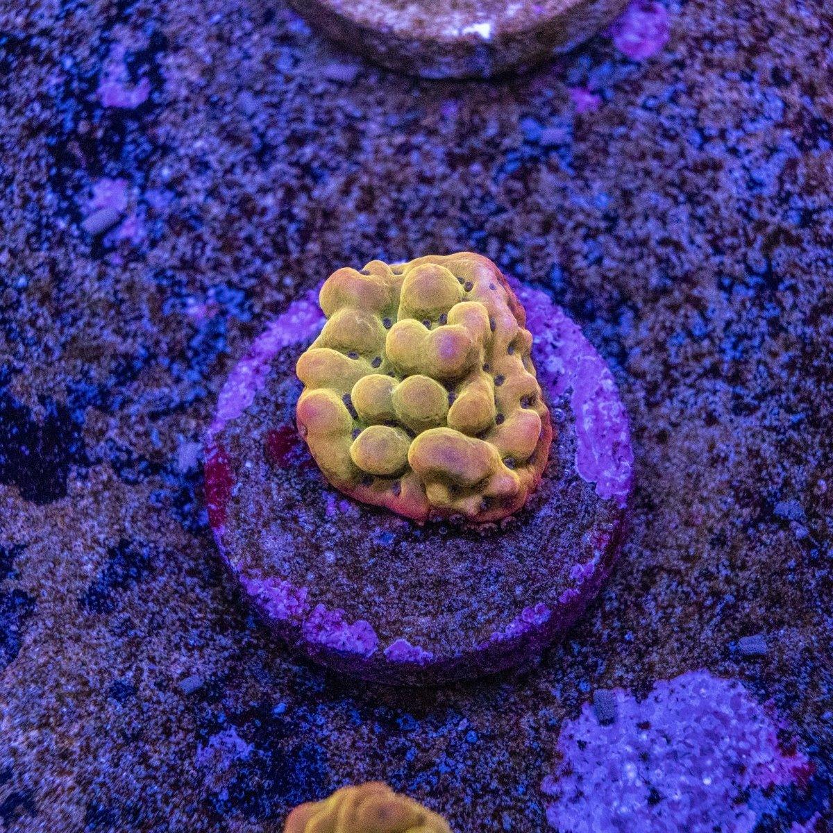 Aquacultured Pheonix Montipora SPS Frag