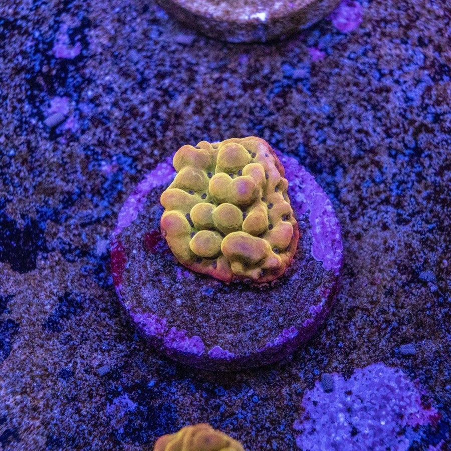 Pheonix Montipora WYSIWYG SPS coral frag with branching plate growth and visible polyp texture