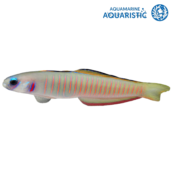 Pink Barred Zebra Goby (Ptereleotris zebra)
