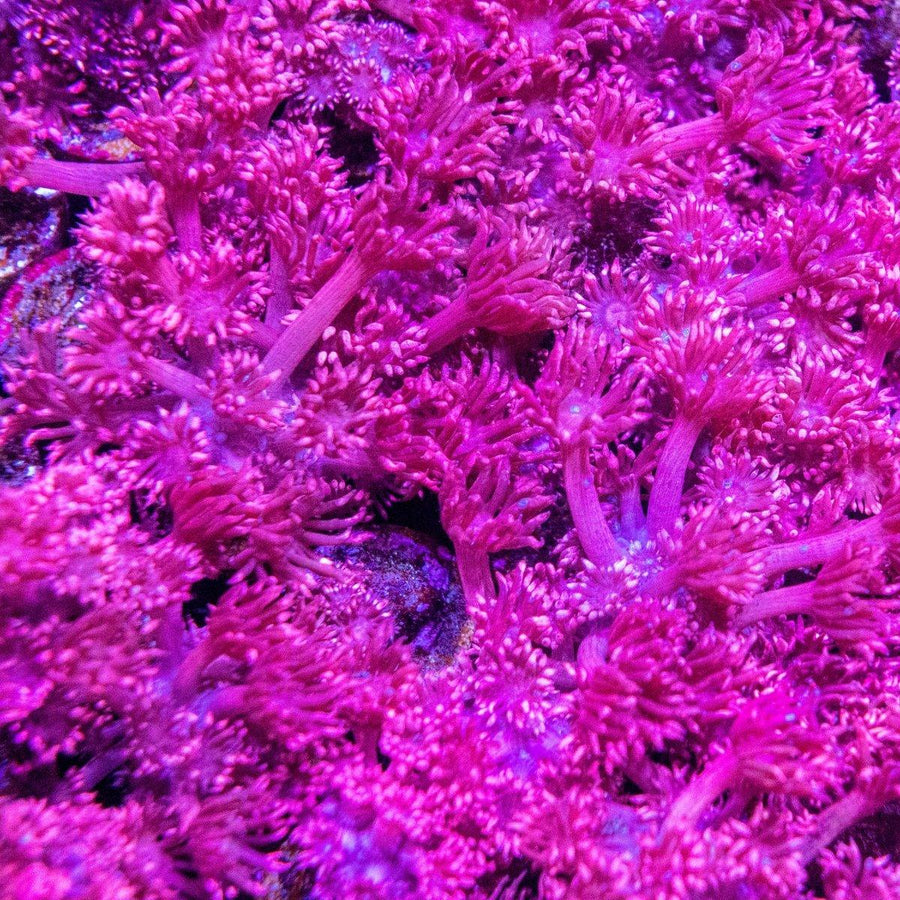 Assorted aquacultured Pink Goniopora frag displaying vibrant pink polyps fully extended in a marine reef aquarium under LED lighting.