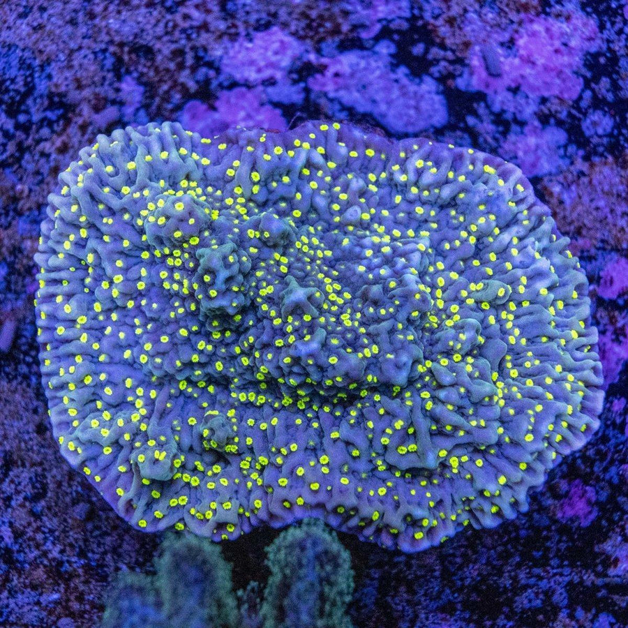 Pink Rim Montipora WYSIWYG SPS coral frag with pink growth edge on a reef frag plug