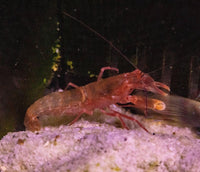 Pinkspot Shirmp goby Pair (Cryptocentrus melanopus)