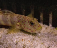 Pinkspot Shirmp goby Pair (Cryptocentrus melanopus)