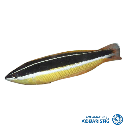 Pixie Wrasse (Coris pictoides)