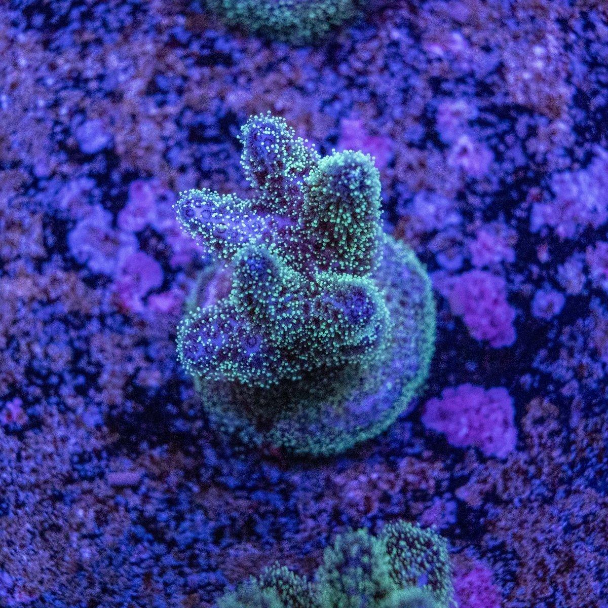 WYSIWYG Pocci SPS Coral Frag